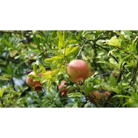 Salavatski Pomegranate Tree - Live Plant in A 2 inch Growers Pot - Punica ...