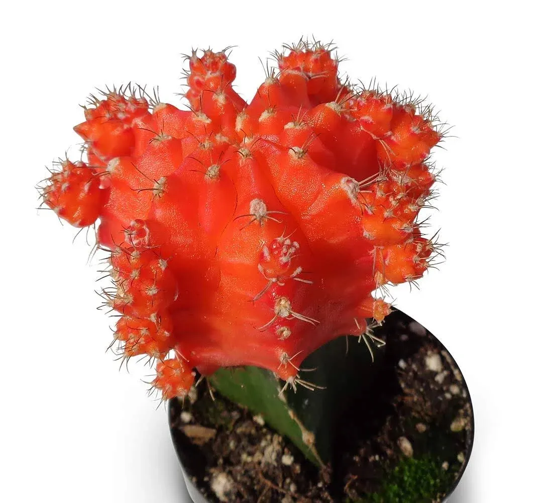 Grafted Moon Cactus Gymnocalycium Mihanovichii (Orange)