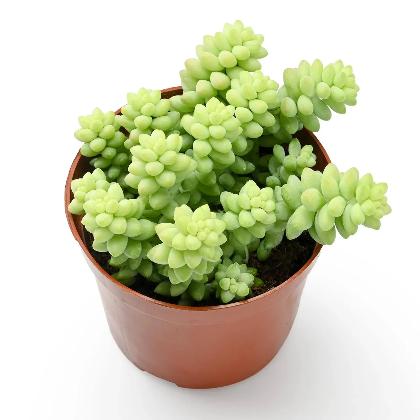 Donkey Tail | 4 inch | Burro&#39;s Tail | Sedum Morganianum | Live Succulent Hanging Plant | Indoor Plant | House Plant