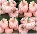 Big Pack - 30 Porcelain Doll F1 Pink Pumpkin Seeds - Rare Exotic for Fund Raising - Non-GMO Seeds by MySeeds.Co Big Pack - Porcelain Pink Pumpkin