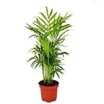 Neanthe Bella Parlor Palm - Live Plant in A 4 inch Pot - Chamaedorea Elegans ...