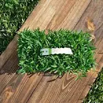 Sod Pods St Augustine Seville Grass Plugs (16-Count) Natural, Affordable Lawn ...