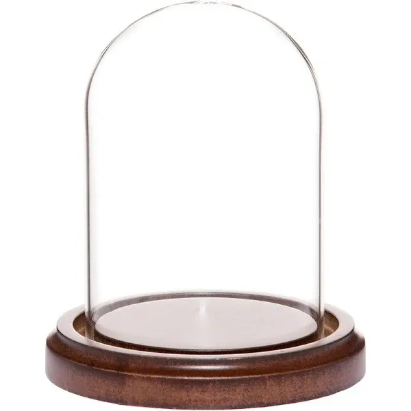 Plymor Brand 3" x 4" Glass Display Dome Cloche (Walnut Base)