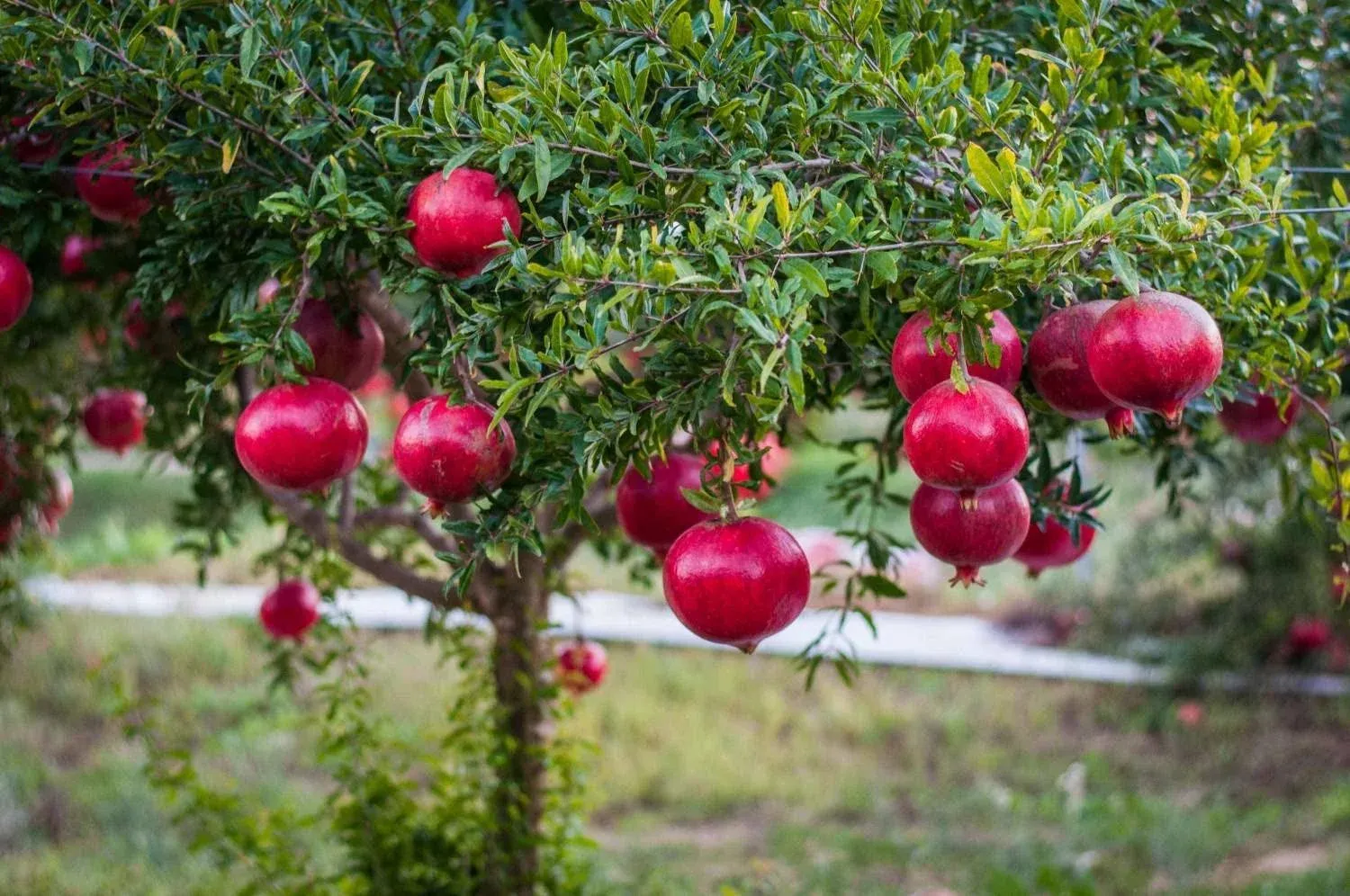 Salavatski Pomegranate Tree - Live Plant in A 2 inch Growers Pot - Punica ...