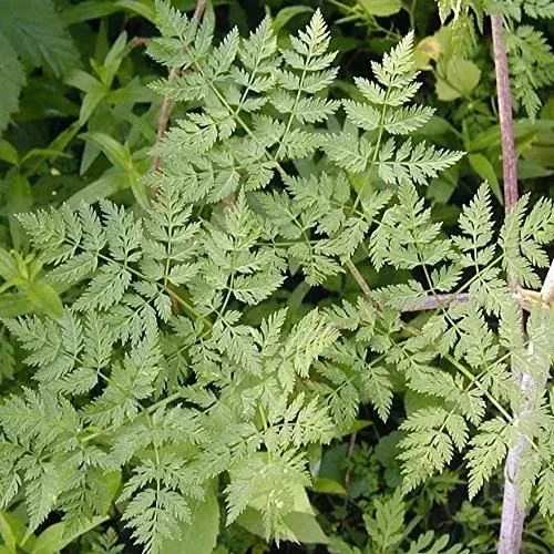 Poison Hemlock Seeds (Conium maculatum) Packet of 30 Seeds